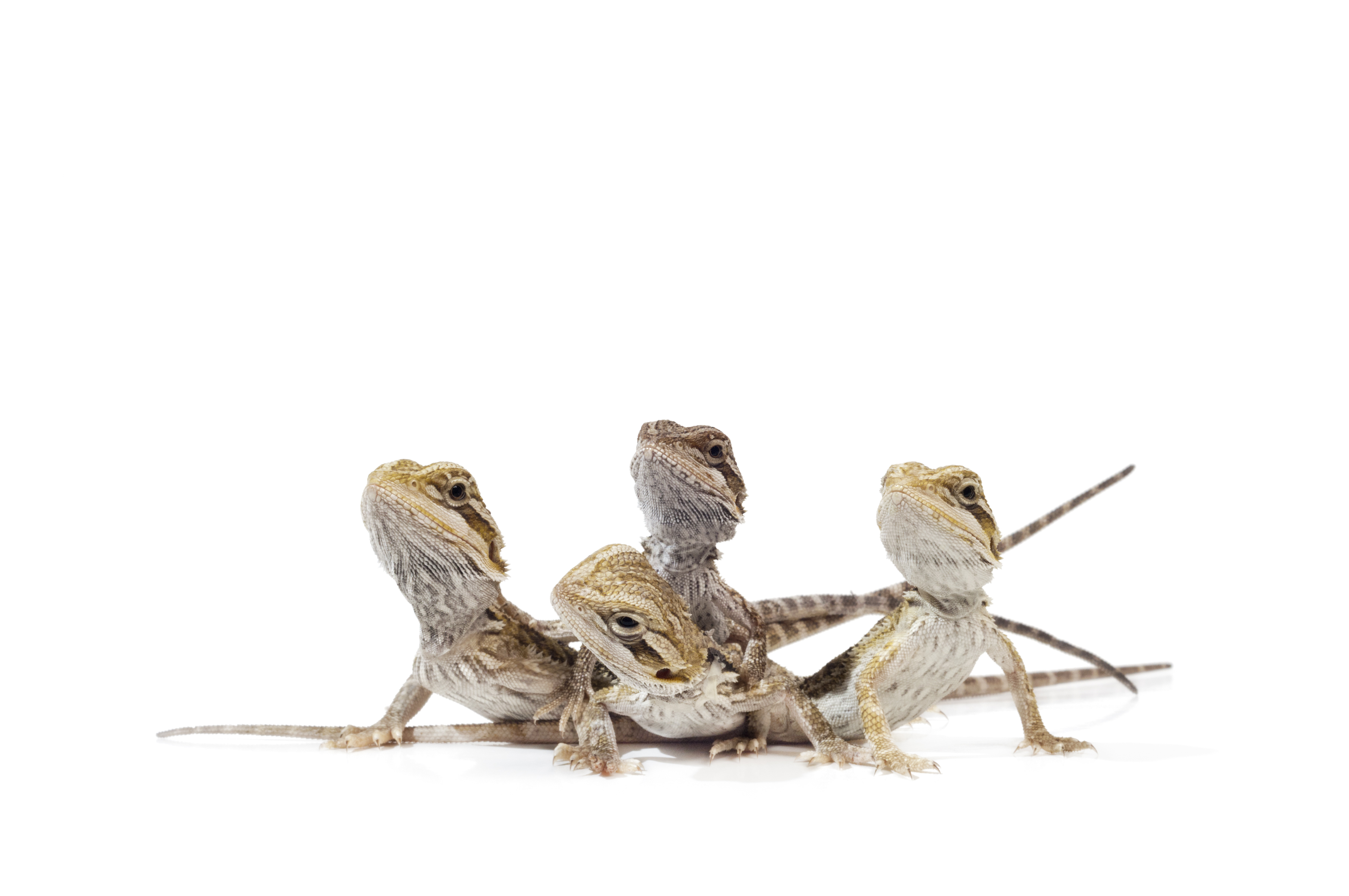 https://biosupplies.net.au/product_images/uploaded_images/baby-beardies.jpg