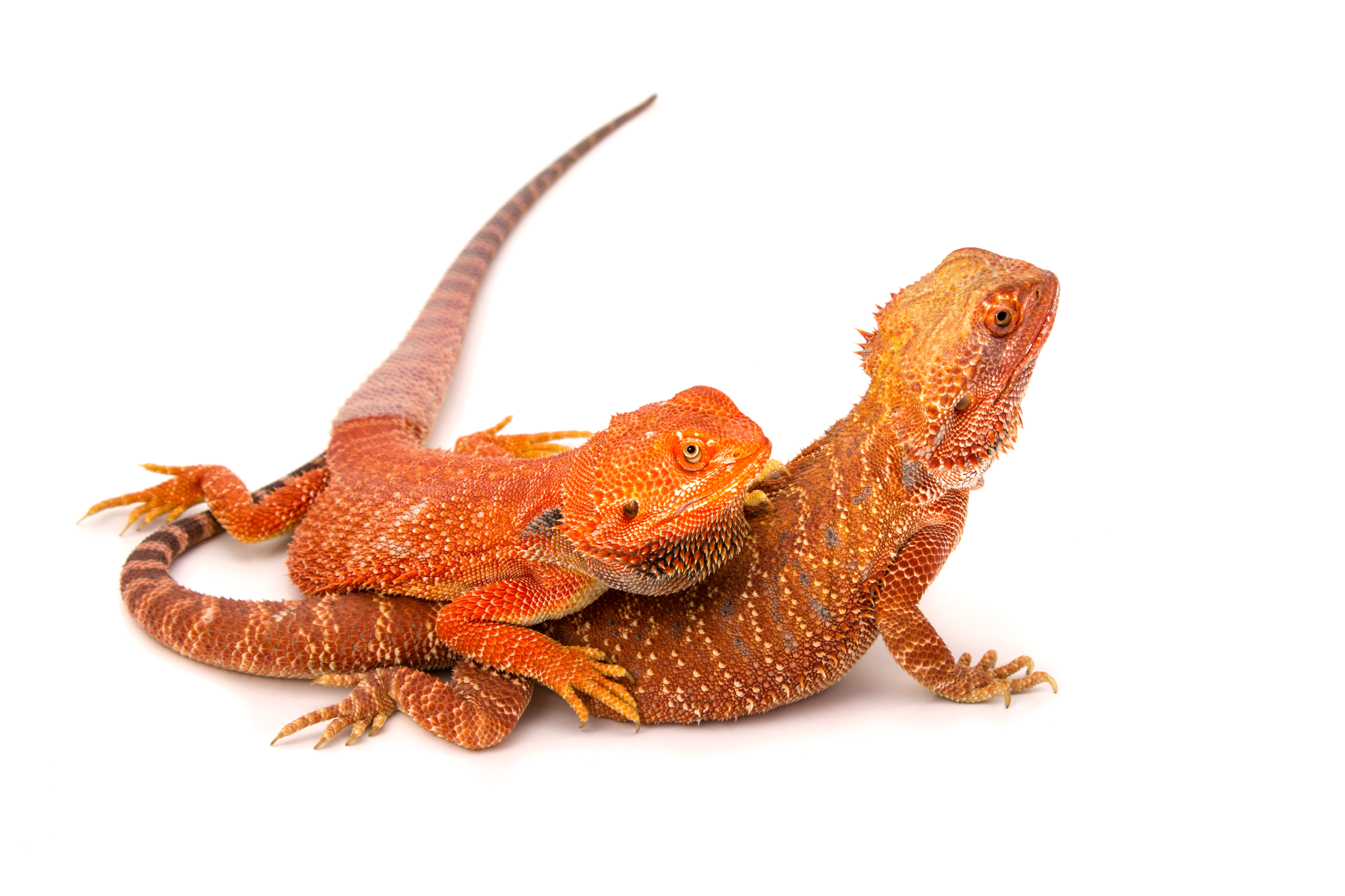 Bearded dragons: facts and photos